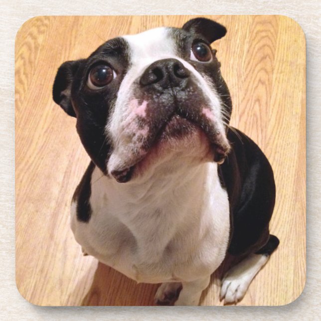 Posavasos Perro de Boston Terrier (Frente)