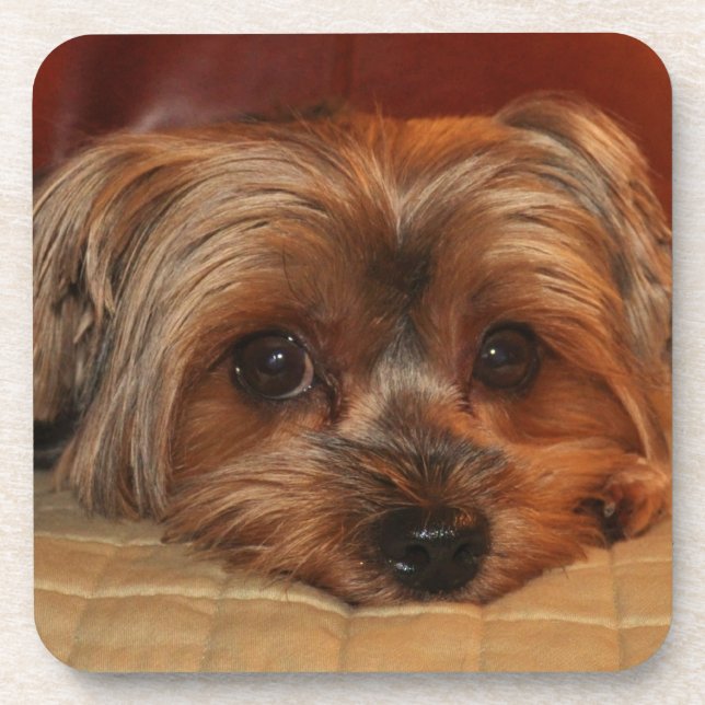 Posavasos Perro de cachorro de Cute Yorkshire Terrier (Frente)