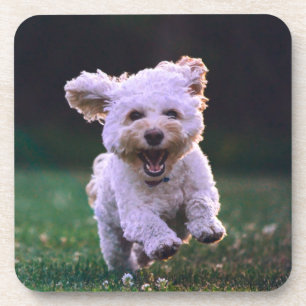 Posavasos Perro de cangrejo blanco