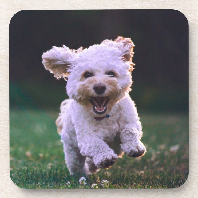 Posavasos Perro de cangrejo blanco (Frente)
