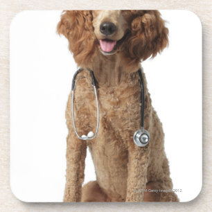 Posavasos Perro de caniche de oro que lleva un estetoscopio