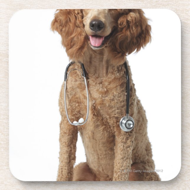 Posavasos Perro de caniche de oro que lleva un estetoscopio (Frente)