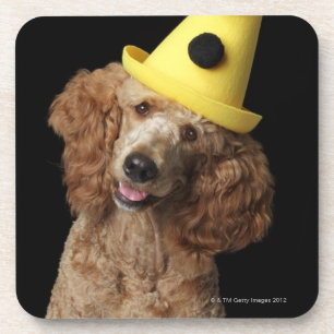 Posavasos Perro de caniche de oro que lleva un gorra