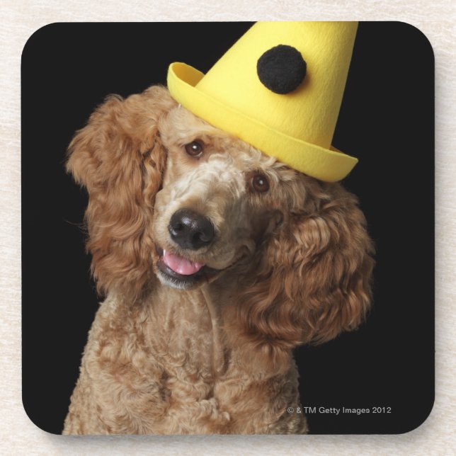 Posavasos Perro de caniche de oro que lleva un gorra (Frente)