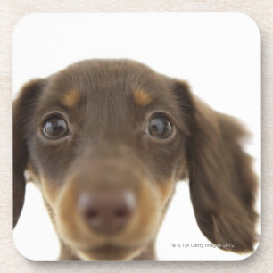 Posavasos Perro de la salchicha de Frankfurt (marrón) 2