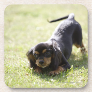 Posavasos Perro de la salchicha de Frankfurt (negro) 2