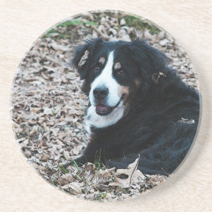 Posavasos Perro de montaña de Berna en otoño