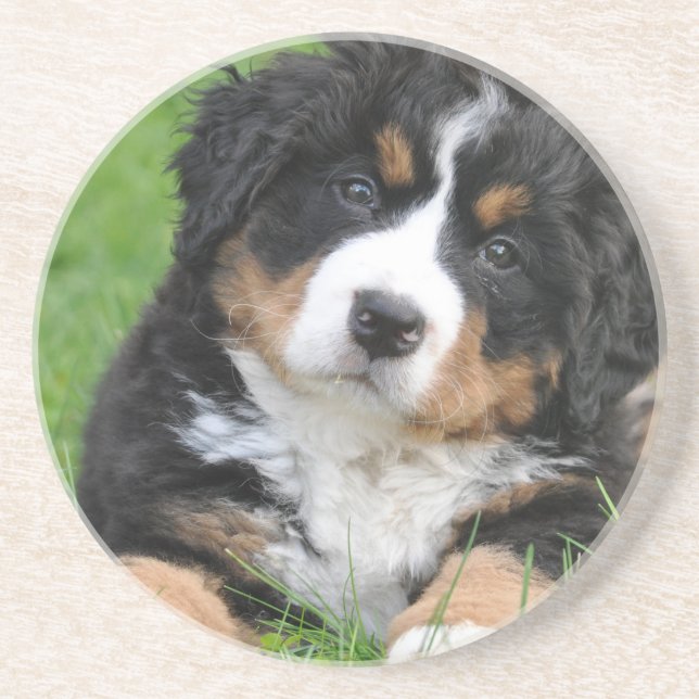 Posavasos Perro de montaña de Bernese (Frente)