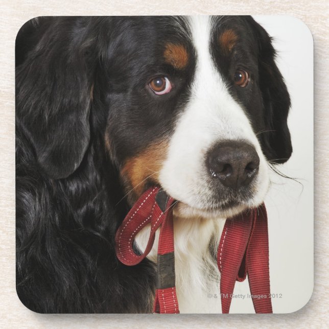 Posavasos Perro de montaña de Bernese (Berner Sennenhund) (Frente)