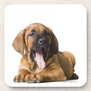Posavasos Perro de perrito 2