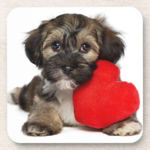 Posavasos Perro de perrito de Havanese de la tarjeta del dí