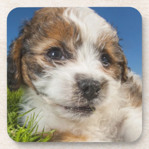 Posavasos Perro de perrito lindo (Shitzu)