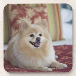 Posavasos Perro de Pomeranian en la habitación amistosa del