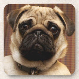 Posavasos Perro de Pug Puppy