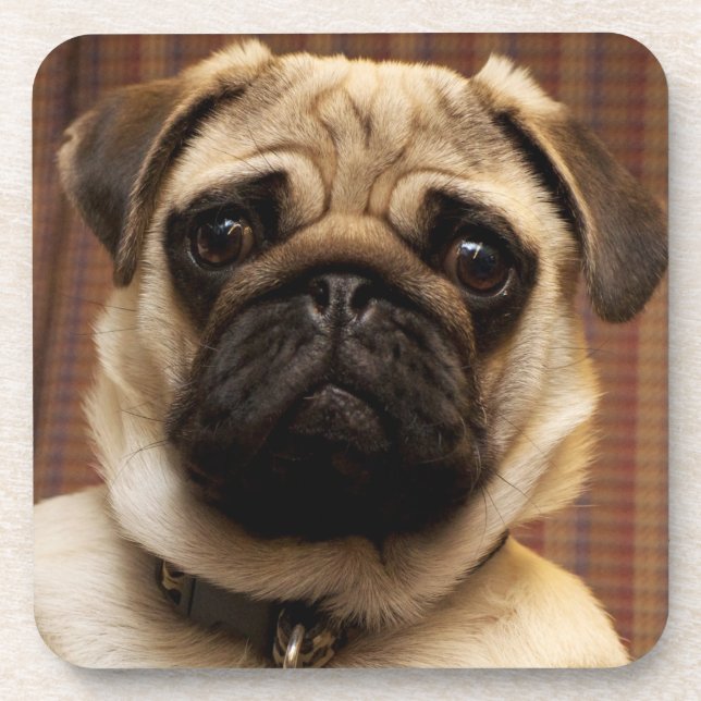 Posavasos Perro de Pug Puppy (Frente)
