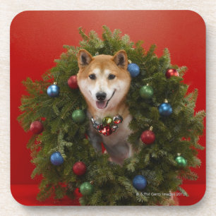 Posavasos Perro de Shiba Inu que se sienta en guirnalda del