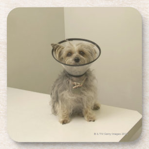 Posavasos Perro de Terrier que lleva el cuello protector