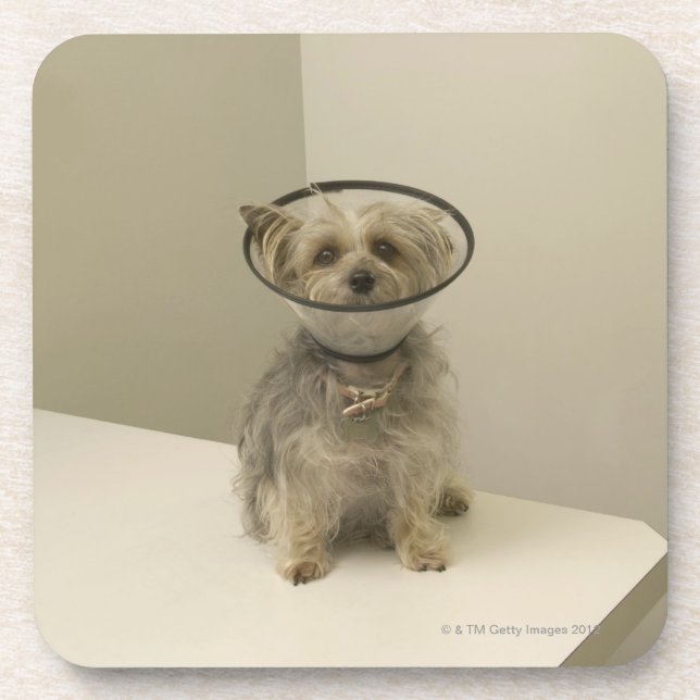 Posavasos Perro de Terrier que lleva el cuello protector (Frente)