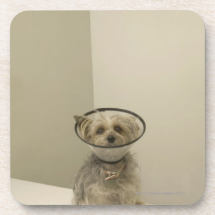 Posavasos Perro de Terrier que lleva el cuello protector,