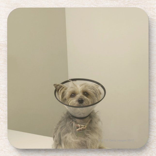 Posavasos Perro de Terrier que lleva el cuello protector, (Frente)