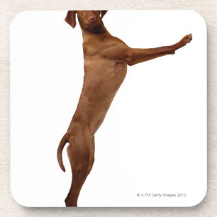 Posavasos Perro de Vizsla