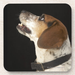Posavasos Perro del beagle con perfil negro del cuello