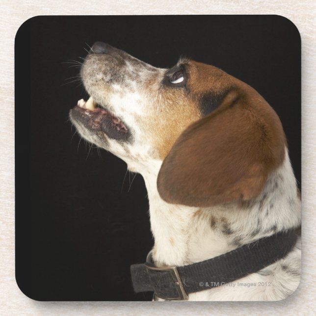Posavasos Perro del beagle con perfil negro del cuello (Frente)