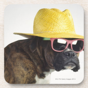 Posavasos Perro del boxeador con el gorra y los vidrios