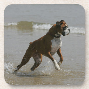 Posavasos Perro del boxeador en agua