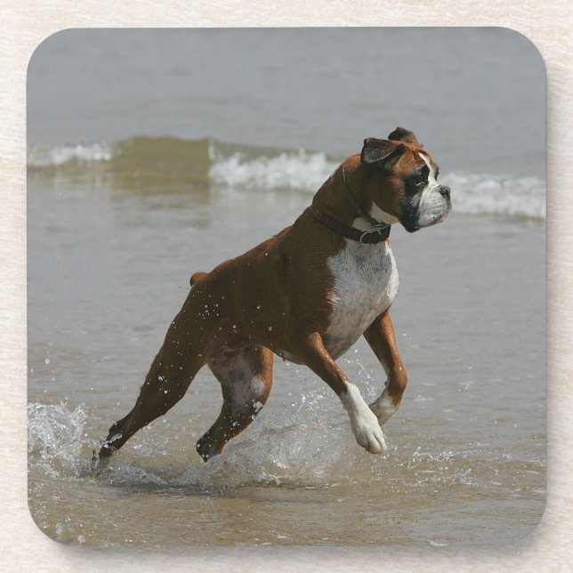 Posavasos Perro del boxeador en agua (Frente)