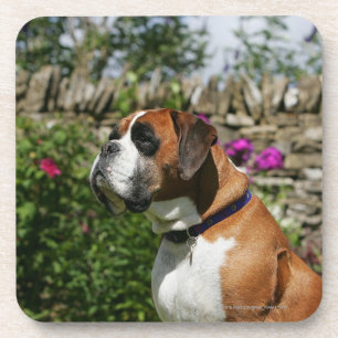 Posavasos Perro del boxeador en las flores