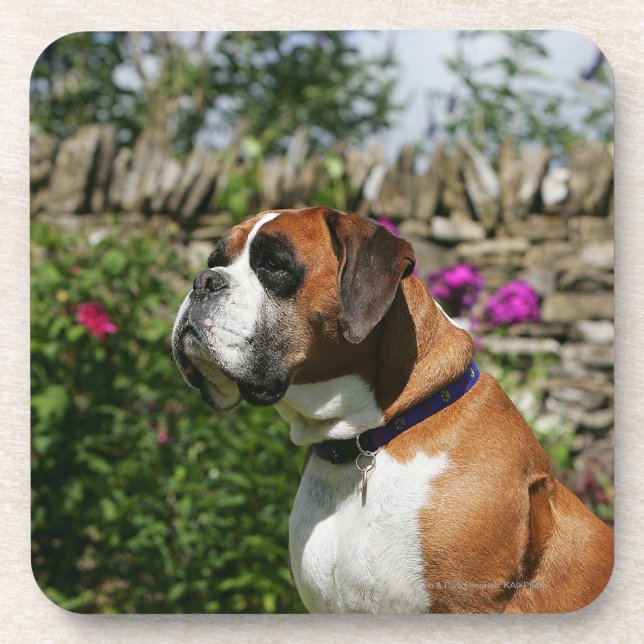 Posavasos Perro del boxeador en las flores (Frente)