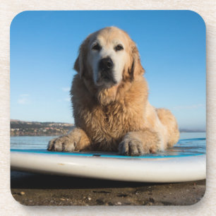 Posavasos Perro del golden retriever que pone en un tablero