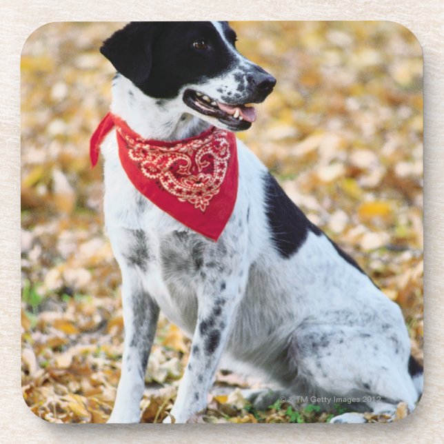 Posavasos Perro del otoño (Frente)