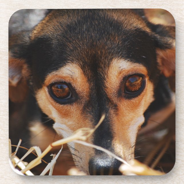 Posavasos Perro dulce acostado en heno (Frente)