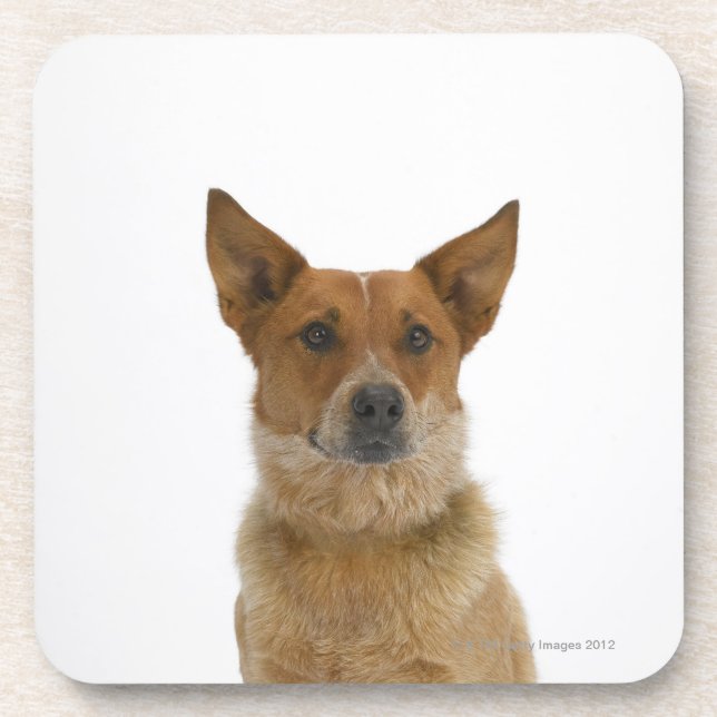 Posavasos Perro en el blanco 01 (Frente)