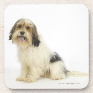 Posavasos Perro en el blanco 104