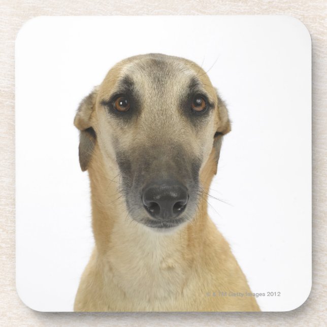 Posavasos Perro en el blanco 41 (Frente)