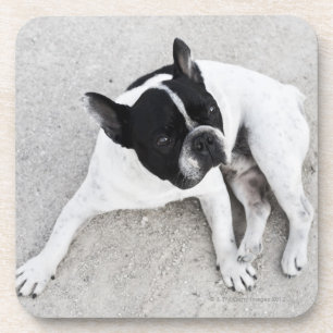 Posavasos Perro en la grava