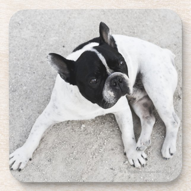 Posavasos Perro en la grava (Frente)