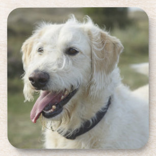 Posavasos Perro en tierra del brezo