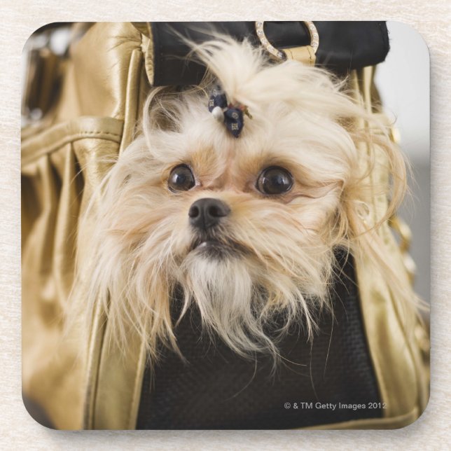 Posavasos Perro en un monedero (Frente)