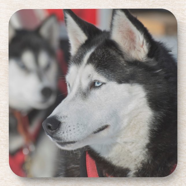Posavasos Perro husky antes de una carrera, Canadá (Frente)