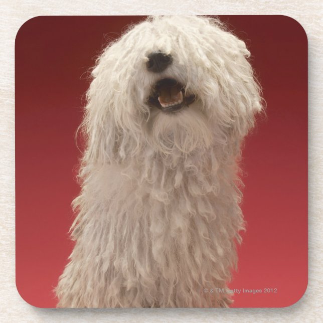 Posavasos Perro lindo de Komondor (Frente)