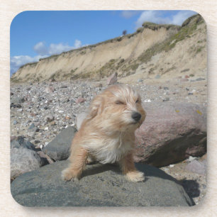 Posavasos Perro lindo en la playa