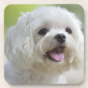 Posavasos Perro maltés blanco