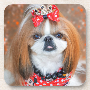 Posavasos Perro marrón y chiita blanco tuzu cachorro