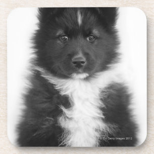 Posavasos Perro mestizo, tiro del estudio