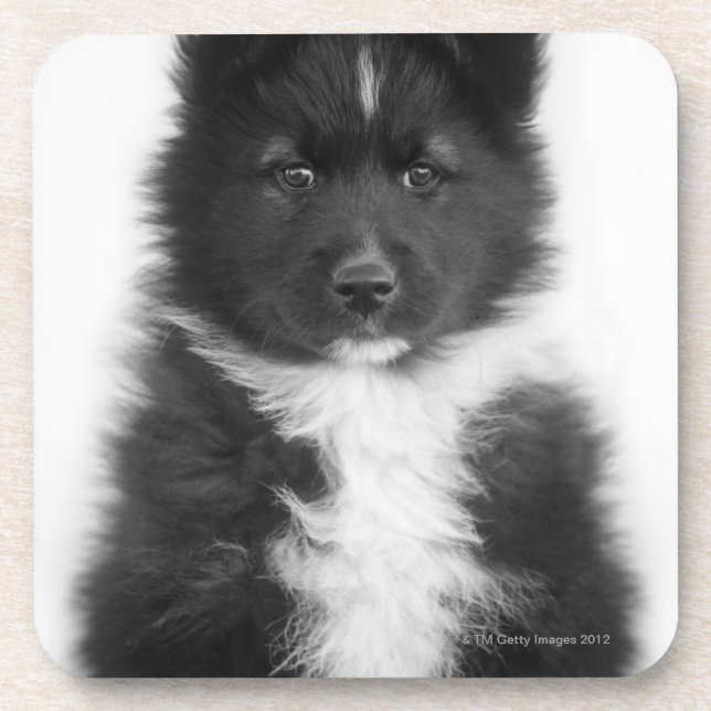 Posavasos Perro mestizo, tiro del estudio (Frente)