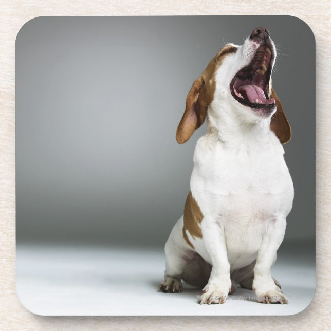 Posavasos Perro mezclado de la raza que bosteza (Frente)